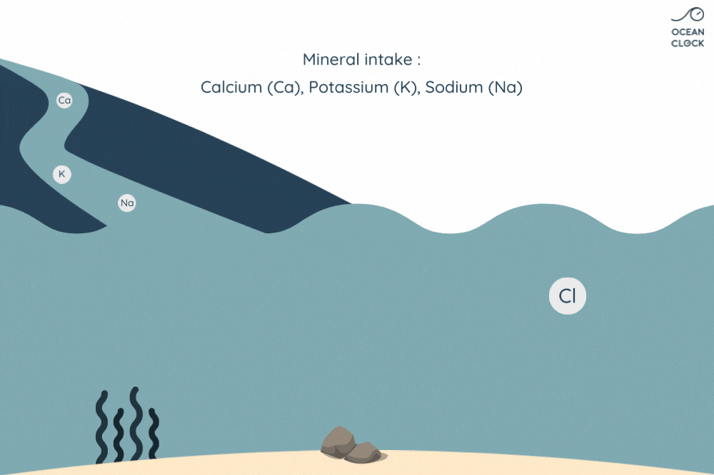 absorption mineral salts by the ocean